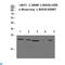 Calcitonin antibody, LS-C813783, Lifespan Biosciences, Western Blot image 