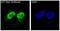 Cyclin Dependent Kinase Inhibitor 1C antibody, M01244-2, Boster Biological Technology, Immunofluorescence image 