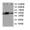 Interleukin 1 Receptor Associated Kinase 4 antibody, LS-C313078, Lifespan Biosciences, Western Blot image 