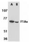 Fem-1 Homolog B antibody, MBS150640, MyBioSource, Western Blot image 
