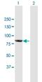 CCR4-NOT Transcription Complex Subunit 10 antibody, H00025904-B01P, Novus Biologicals, Western Blot image 