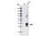 Dickkopf WNT Signaling Pathway Inhibitor 1 antibody, 4687S, Cell Signaling Technology, Western Blot image 