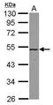 Methionine Adenosyltransferase 2A antibody, PA5-29525, Invitrogen Antibodies, Western Blot image 