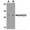 Nanog Homeobox antibody, MBS150440, MyBioSource, Western Blot image 