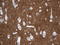 Synaptotagmin 4 antibody, LS-C796794, Lifespan Biosciences, Immunohistochemistry paraffin image 