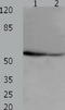 Apoptosis Inhibitor 5 antibody, TA322479, Origene, Western Blot image 