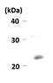 Chromobox 3 antibody, GTX00898, GeneTex, Western Blot image 