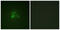 Mucin 1, Cell Surface Associated antibody, abx012517, Abbexa, Western Blot image 