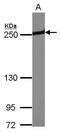 Periplakin antibody, PA5-30931, Invitrogen Antibodies, Western Blot image 