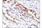 BCL2 Interacting Protein 3 antibody, 44060S, Cell Signaling Technology, Immunohistochemistry paraffin image 