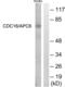Cell Division Cycle 16 antibody, LS-C117944, Lifespan Biosciences, Western Blot image 