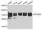 Eukaryotic Translation Initiation Factor 2 Alpha Kinase 2 antibody, STJ27547, St John