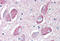Wnt Family Member 8B antibody, MBS241513, MyBioSource, Immunohistochemistry frozen image 