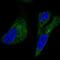 Ubiquitin Recognition Factor In ER Associated Degradation 1 antibody, NBP2-57902, Novus Biologicals, Immunofluorescence image 