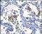 Major Histocompatibility Complex, Class II, DR Alpha antibody, 251566, Abbiotec, Immunohistochemistry paraffin image 