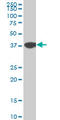 N-myc-interactor antibody, LS-C133103, Lifespan Biosciences, Western Blot image 