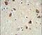 Ribosomal Protein S6 Kinase B2 antibody, PA5-26010, Invitrogen Antibodies, Immunohistochemistry paraffin image 