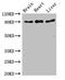 Ribosomal Protein S6 Kinase A5 antibody, CSB-PA020468LA01HU, Cusabio, Western Blot image 