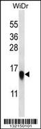 60S ribosomal protein L35 antibody, MBS9201161, MyBioSource, Western Blot image 