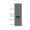 Plakophilin 3 antibody, MBS375103, MyBioSource, Western Blot image 