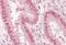 Nucleoporin 50 antibody, orb18439, Biorbyt, Immunohistochemistry paraffin image 