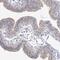 NudC Domain Containing 2 antibody, HPA037385, Atlas Antibodies, Immunohistochemistry frozen image 