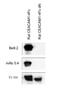 Carcinoembryonic Antigen Related Cell Adhesion Molecule 1 antibody, NBP2-59674, Novus Biologicals, Western Blot image 