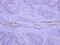 Brain Enriched Guanylate Kinase Associated antibody, GTX119786, GeneTex, Immunohistochemistry paraffin image 