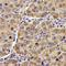 Angiogenin antibody, LS-C413308, Lifespan Biosciences, Immunohistochemistry frozen image 