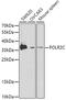 DNA-directed RNA polymerase II subunit RPB3 antibody, A09308, Boster Biological Technology, Western Blot image 