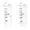 Zinc Finger C3HC-Type Containing 1 antibody, NBP1-82564, Novus Biologicals, Western Blot image 