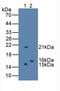 Regenerating Family Member 3 Gamma antibody, LS-C663741, Lifespan Biosciences, Western Blot image 