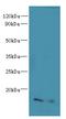 Cornichon Family AMPA Receptor Auxiliary Protein 4 antibody, A58610-100, Epigentek, Western Blot image 