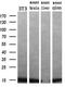 Profilin 1 antibody, GTX83903, GeneTex, Western Blot image 