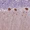 Tetratricopeptide Repeat Domain 6 antibody, NBP2-49592, Novus Biologicals, Immunohistochemistry frozen image 