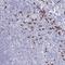 Protein Kinase C And Casein Kinase Substrate In Neurons 1 antibody, NBP2-33756, Novus Biologicals, Immunohistochemistry frozen image 