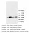 Annexin A2 antibody, LS-B10159, Lifespan Biosciences, Western Blot image 