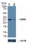 Granzyme A antibody, LS-C294323, Lifespan Biosciences, Western Blot image 