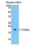 Lysozyme antibody, LS-C295228, Lifespan Biosciences, Western Blot image 