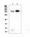 Ribosome Binding Protein 1 antibody, A07074-1, Boster Biological Technology, Western Blot image 