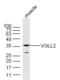 Vestigial Like Family Member 2 antibody, GTX52051, GeneTex, Western Blot image 