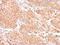 Zinc Finger Protein 134 antibody, PA5-27800, Invitrogen Antibodies, Immunohistochemistry frozen image 