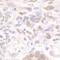 Cleavage Stimulation Factor Subunit 1 antibody, NB100-60443, Novus Biologicals, Immunohistochemistry paraffin image 