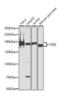 Tight Junction Protein 2 antibody, MBS125960, MyBioSource, Western Blot image 
