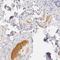 Alpha 2-HS Glycoprotein antibody, NBP1-90303, Novus Biologicals, Immunohistochemistry frozen image 