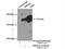 SR-Related CTD Associated Factor 8 antibody, 18893-1-AP, Proteintech Group, Immunoprecipitation image 