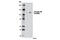 RB Transcriptional Corepressor 1 antibody, 8147T, Cell Signaling Technology, Western Blot image 