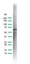 Estrogen Receptor 1 antibody, ab16660, Abcam, Western Blot image 
