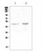 Platelet-activating factor acetylhydrolase antibody, A02164-2, Boster Biological Technology, Western Blot image 