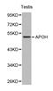 SRBC antibody, LS-C192482, Lifespan Biosciences, Western Blot image 